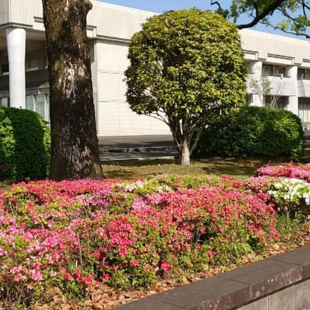 先日は赤と濃いピンクのツツジしか咲いていませんでしたが、白や淡いピンクの花も咲いて、見頃を迎えています。
#宮崎 #宮崎の公園 #宮崎県総合文化公園 #つつじ #ツツジ #躑躅 #花 #