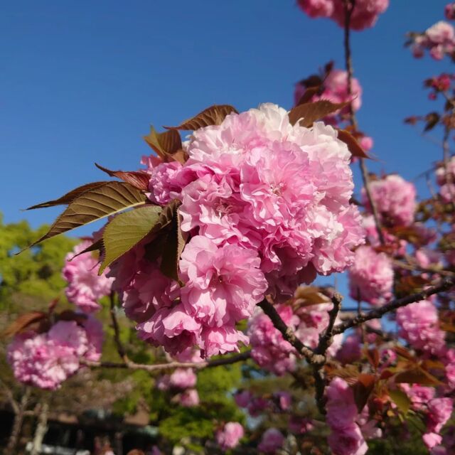 ソメイヨシノはほとんど散ってしまいましたが、公園西側のサトザクラは見頃を迎えています🌸
#宮崎 #宮崎の公園 #宮崎県総合文化公園 #サトザクラ #桜 #桜情報