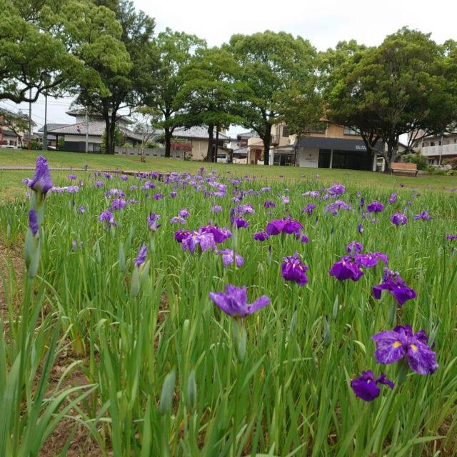 現在のハナショウブの開花状況は八ツ橋から南側は次々に咲いています。
北側はまだポツポツとしか咲いてませんが、一部の花びらの色が違う種類の花が咲いています。
#宮崎 #宮崎の公園 #宮崎県総合文化公園 #文化公園 #はなしょうぶ #花しょうぶ #花菖蒲 #ハナショウブ