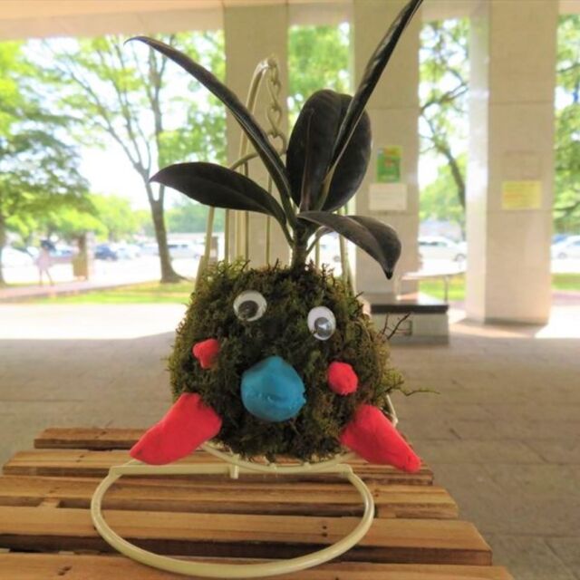 本日、『ちょっと変わった苔玉づくり教室』を開催しました。皆さん、それぞれかわいい苔玉を作られ、良い表情をしていましたよ。こちらは小学生のお子さんが作られた苔玉です。
#宮崎 #宮崎の公園 #文化公園 #宮崎県総合文化公園 #イベント #教室 #工作教室 #教室 #夏休み #苔玉 #苔玉づくり