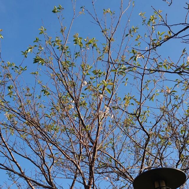 園内の桜が狂い咲きしています。
#宮崎 #宮崎の公園 #宮崎県総合文化公園 #ソメイヨシノ #桜 #シダレザクラ #狂い咲き