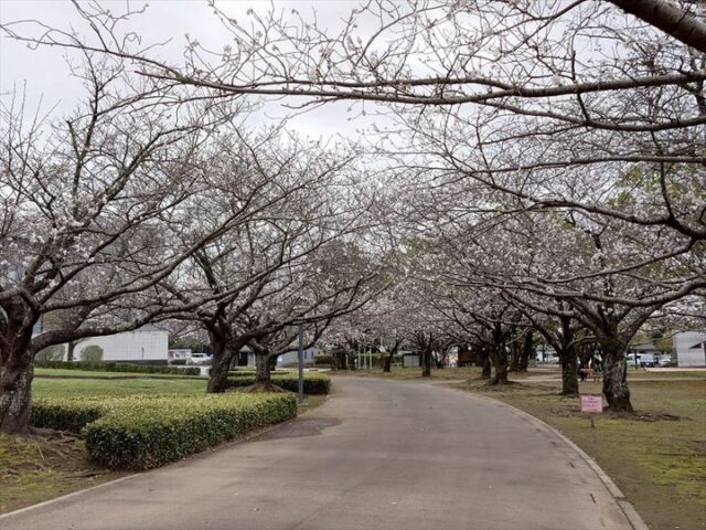 昨日の午後から今日にかけて次々と花が咲いて、現在5分咲き位となっています。
#文化公園 #宮崎 #宮崎の公園 #宮崎県総合文化公園 #桜 #桜並木 #桜開花情報 #ソメイヨシノ