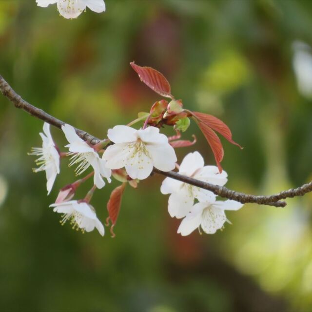 県民広場西側のヤマザクラが咲き始めました🌸昨年より6日早い開花となりました。
今後も公園内の桜情報を更新していきますので、お楽しみに😉
#宮崎 #宮崎の公園 #宮崎県総合文化公園 #桜 #ヤマザクラ #山桜 #やまざくら #桜情報 #開花