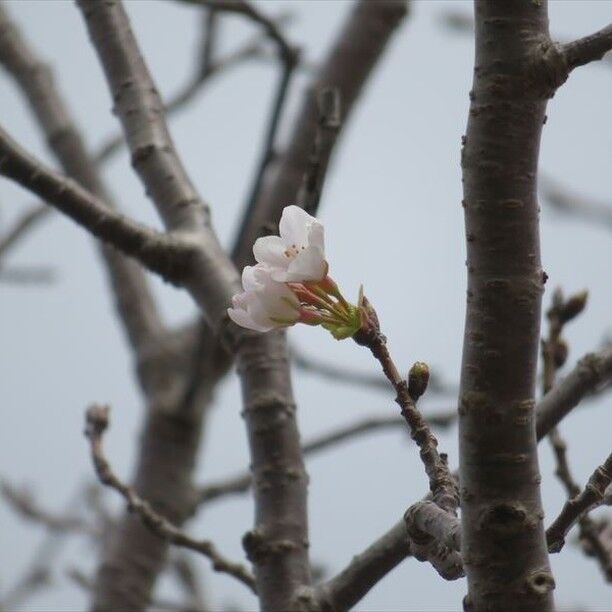美術館西側のソメイヨシノが2輪咲いていました。
#宮崎 #宮崎の公園 #宮崎県総合文化公園 #ソメイヨシノ #桜 #さくら #桜情報