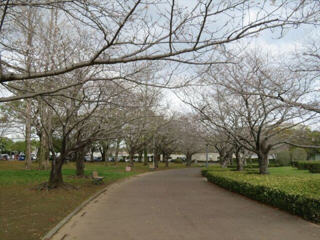 午前中は雨も降っていたので、1分咲き位でしたが、午後から天気も回復し、暖かくなったので、一気に咲きだし、現在2～3分咲き位となっています。
#文化公園 #宮崎 #宮崎の公園 #宮崎県総合文化公園 #桜 #桜並木 #桜開花情報 #ソメイヨシノ