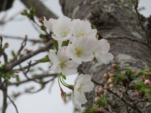 ハナショウブ園にあるオオシマザクラが咲き始めました。
#宮崎 #宮崎の公園 #宮崎県総合文化公園 #オオシマザクラ #桜 #さくら #桜情報