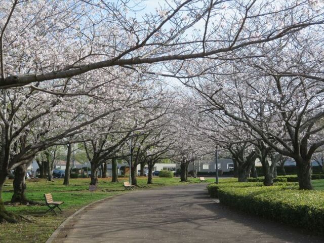 今朝の桜の様子です。
#文化公園 #宮崎 #宮崎の公園 #宮崎県総合文化公園 #桜 #桜並木 #桜開花情報 #ソメイヨシノ