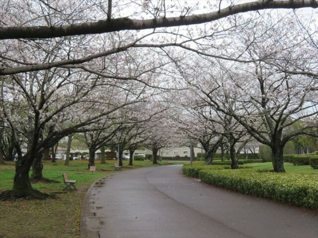 生憎の雨ですが、園内の桜は現在6分咲き位となっています。遠目からでも大分花が分かるようになりました。
#文化公園 #宮崎 #宮崎の公園 #宮崎県総合文化公園 #桜 #桜並木 #桜開花情報 #ソメイヨシノ