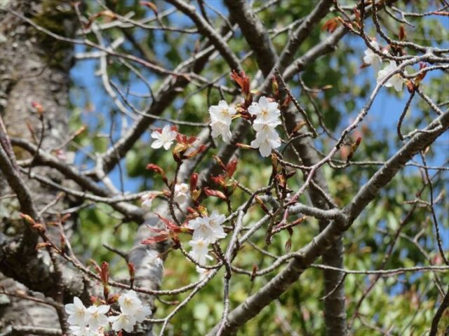 県民広場西側のヤマザクラが咲き始めました🌸
昨年より10日早い開花です。
今後も公園内の桜情報を更新していきますので、お楽しみに。
#宮崎 #宮崎の公園 #宮崎県総合文化公園 #桜 #ヤマザクラ #山桜 #やまざくら #桜情報 #開花