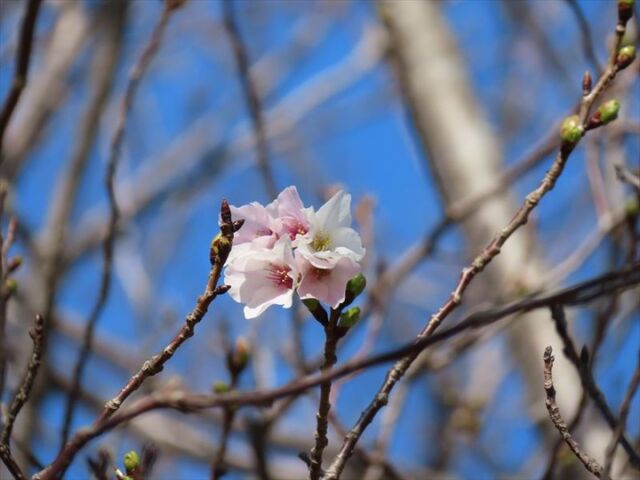美術館西側のソメイヨシノが5輪以上咲いていました。昨年より1日遅い開花となりました。
#宮崎 #宮崎の公園 #宮崎県総合文化公園 #ソメイヨシノ #桜 #さくら #桜情報 #開花 #桜情報🌸