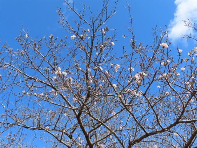 🌸公園内桜情報🌸
風が強かったですが、ソメイヨシノは次々と花を咲かせています。
オオシマザクラは咲き始め、夕方には一気に白い花を咲かせていました。
石井十次像近くのヤマザクラは満開で見頃を迎えています。
#宮崎 #宮崎の公園 #宮崎県総合文化公園 #ソメイヨシノ #オオシマザクラ #ヤマザクラ #桜 #さくら #桜情報 #開花 #桜情報🌸