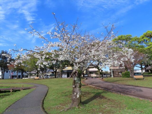 🌸公園内桜情報🌸
オオシマザクラが満開になりました。
ソメイヨシノは現在、6分咲き位となっています。
今日から4月7日まで美術館西側で桜のライトアップを実施しますので、是非夜桜を楽しんでください🌸
#宮崎の公園 #文化公園 #宮崎県総合文化公園 #ソメイヨシノ #オオシマザクラ #桜 #さくら #桜情報 #開花 #桜情報🌸