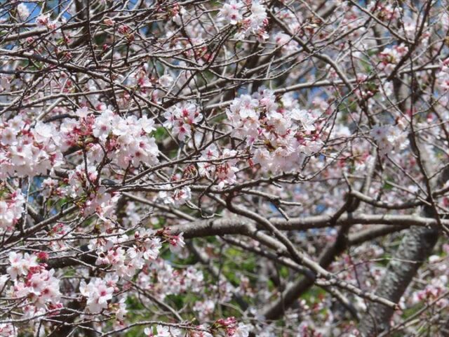🌸公園内桜情報🌸
桜並木は現在見頃を迎えていますが、少し花が散り始めています。昨日・今日はお花見客で賑わっていました。
#宮崎 #宮崎の公園 #宮崎県総合文化公園 #ソメイヨシノ #桜 #さくら #桜情報 #満開 #桜情報🌸