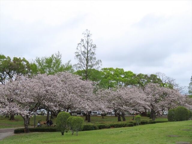 今日の桜並木+αの様子です🌸
昨日、雨が降ってもまだ咲いていますが、散りはじめている桜も多くなりました。
園内で最後に咲くサトザクラが咲き始めました。八重の花が可愛いですよ。
藤棚のフジが咲き始め、藤棚の下は良い香りが漂っています。
#宮崎 #宮崎の公園 #宮崎県総合文化公園 #桜 #ソメイヨシノ #サトザクラ #八重桜 #さくら #サクラ #桜情報 #フジ #藤 #藤の花