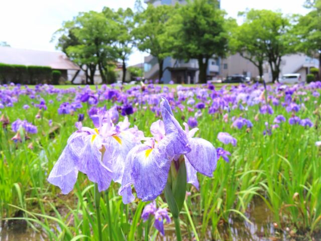 今年もハナショウブが次々と咲いています。

紫の他にも、写真にはないですが黄色の花も咲いています。🌼🌼

明日、明後日は南と北の駐車場にキッチンカーも来る予定なので、近くをお通りの際にでも寄ってみてはいかがでしょうか😊

#宮崎 #宮崎の公園 #宮崎県総合文化公園 #文化公園 #花 #はなしょうぶ #ハナショウブ #ハナショウブ園 #花菖蒲